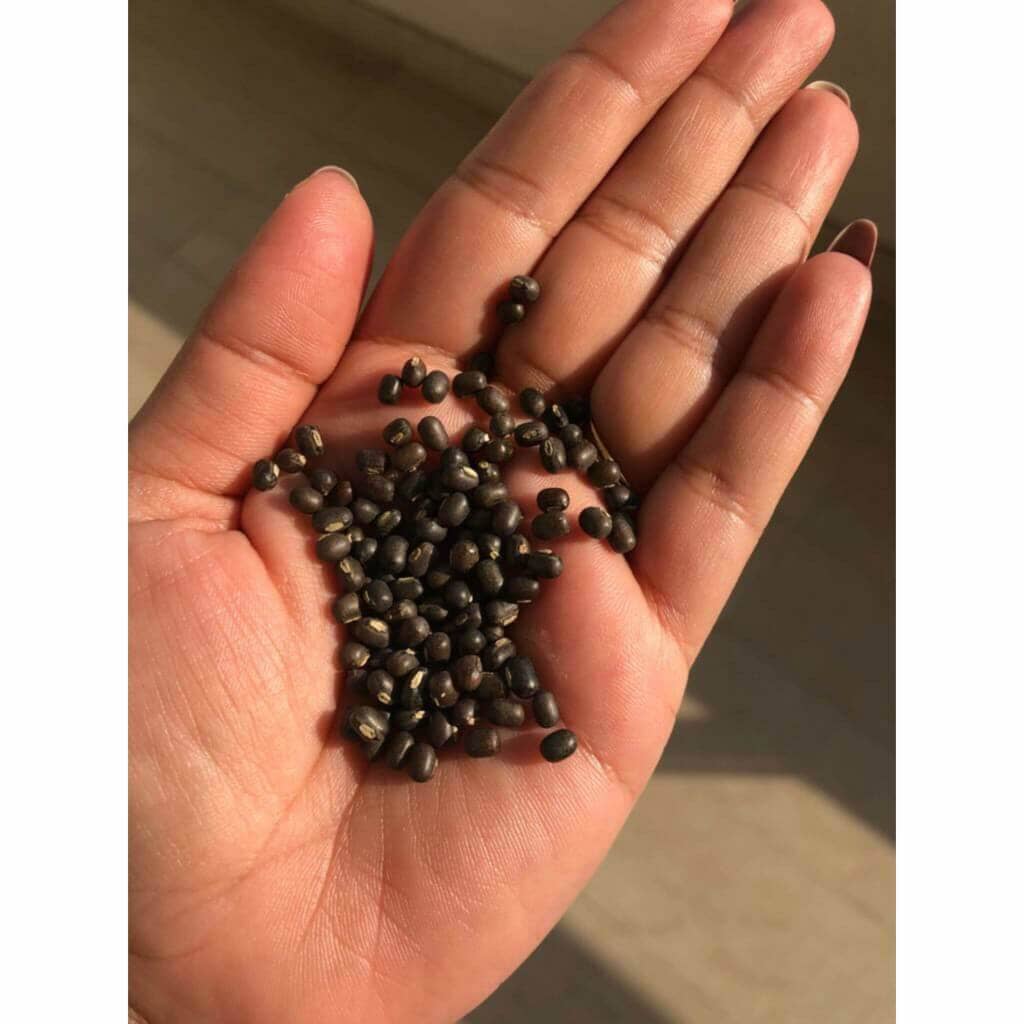 Balaayah Black Gram Body Booster Body Oil iYURA
