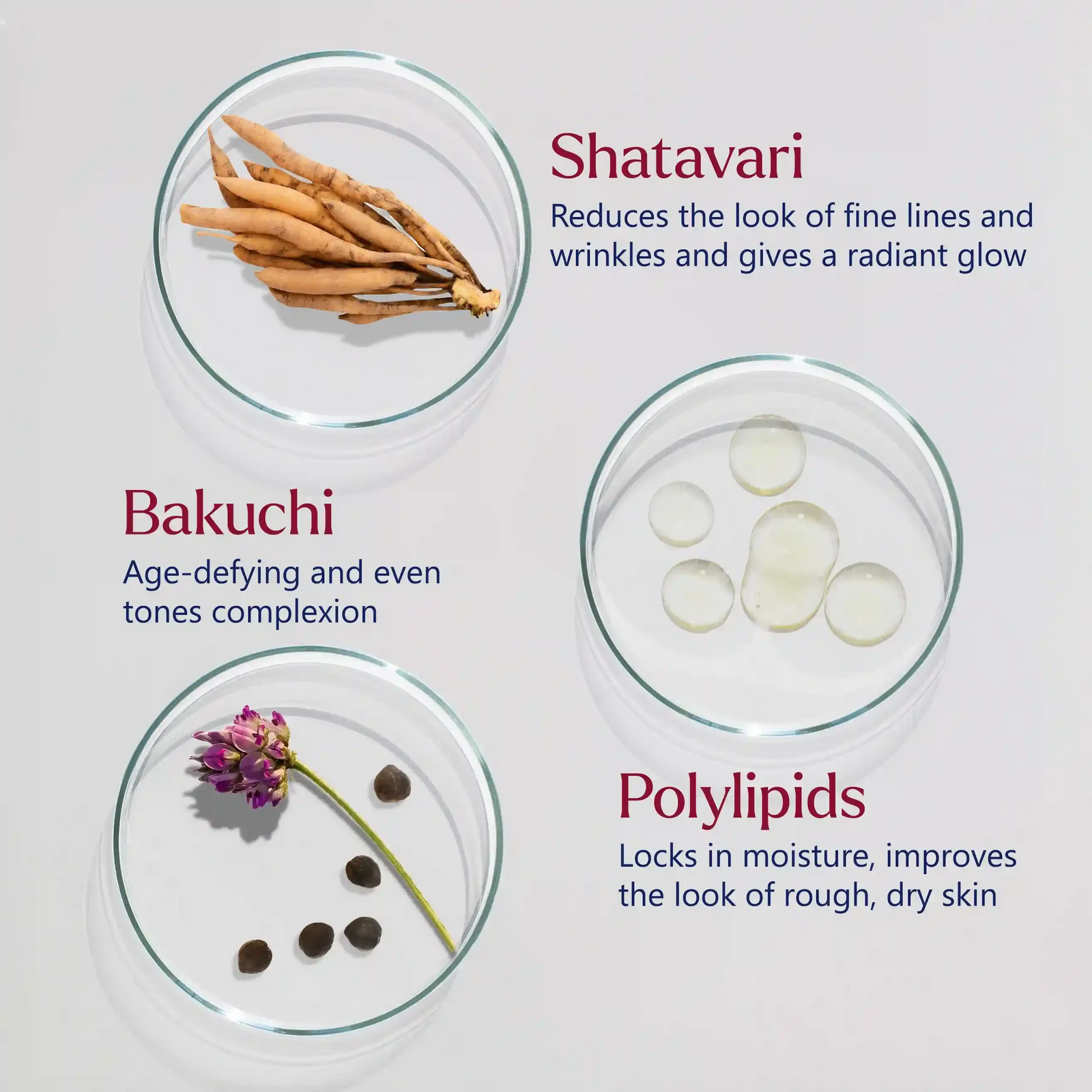 Firm-Focus Face Mask - Firms, Smooths, Hydrates, Loose, Saggy, Aging Skin - Focused Facial Firming Action with Shatavari, Bakuchi and Polylipids - Best Face Mask for Loose, Saggy Facial Skin - With Clinically Tested Ingredients Face Mask A Modernica Naturalis 