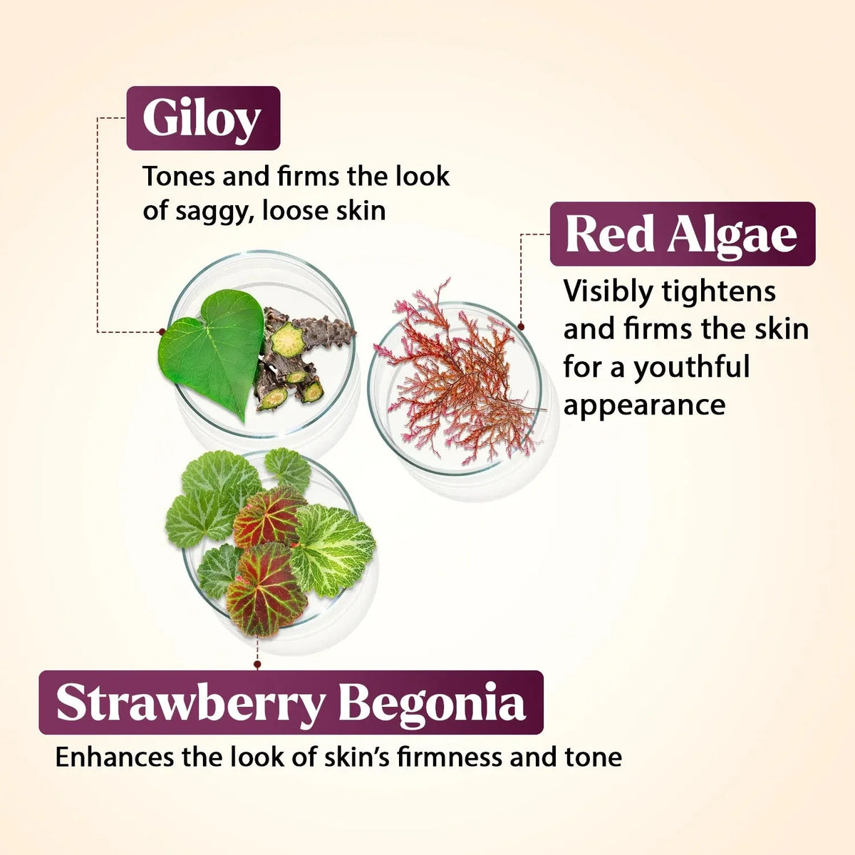 Tone N Taut Body Serum key ingredients in glass dishes. Giloy: tones and firms the look of saggy, loose skin. Red algae: visibly tightens and firms the skin for a youthful appearance. Strawberry begonia: enhances the look of skin's firmness and tone